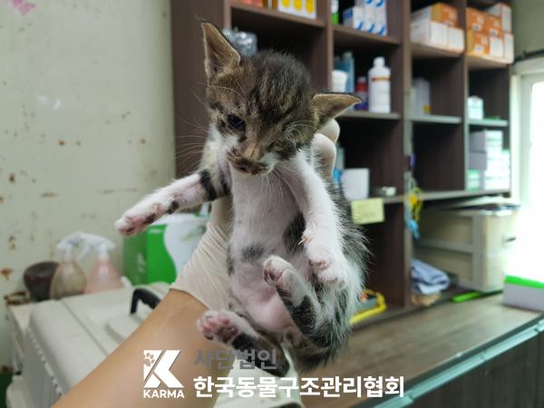 [고양이] 한국 고양이 서울-금천-2025-00086 유기동물 배경 이미지 입니다.